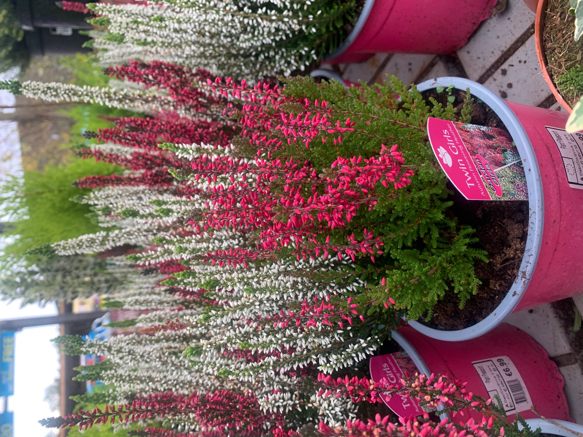 Heather 2L SHRUBS PLANTS Springmount Garden Centre